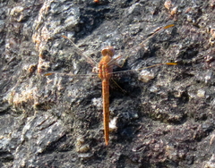 Crocothemis divisa