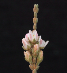 Cyanothamnus baeckeaceus baeckeaceus