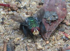 Blepharicnema splendens