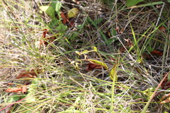 Calanthe
