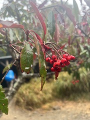Photinia niitakayamensis