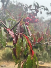 Photinia niitakayamensis