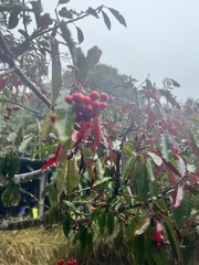 Photinia niitakayamensis