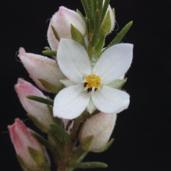 Cyanothamnus westringioides