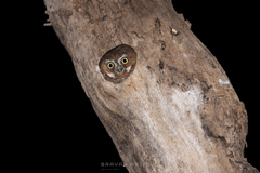 Micrathene whitneyi