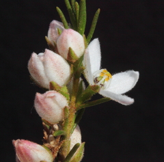 Cyanothamnus westringioides