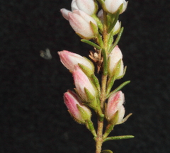 Cyanothamnus westringioides