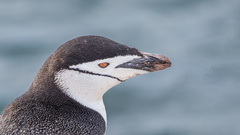 Pygoscelis antarcticus