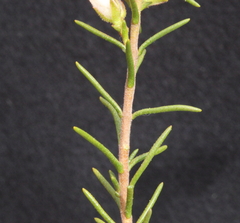 Cyanothamnus westringioides