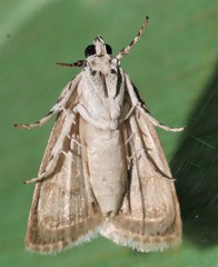 Phenacodes aleuropa