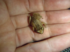 Eleutherodactylus johnstonei