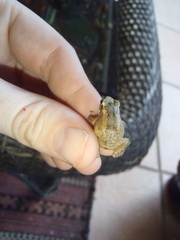 Eleutherodactylus johnstonei