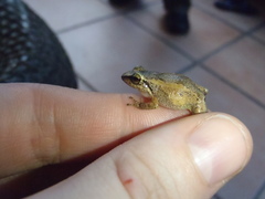 Eleutherodactylus johnstonei