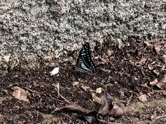 Graphium evemon