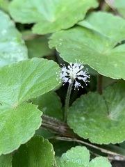 Hydrocotyle leucocephala