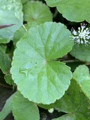 Hydrocotyle leucocephala