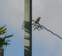 Pitangus sulphuratus