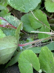 Hydrocotyle leucocephala