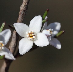 Cyanothamnus subsessilis