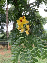 Paubrasilia echinata