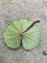 Hydrocotyle leucocephala