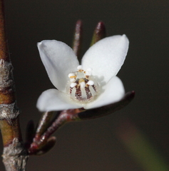 Cyanothamnus subsessilis