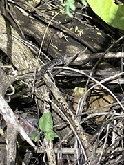 Cyrtodactylus