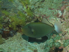 Melichthys vidua