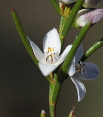 Cyanothamnus subsessilis