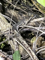 Cyrtodactylus