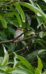Emberiza chrysophrys