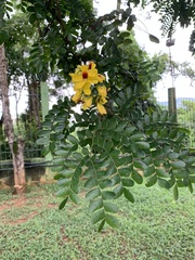 Paubrasilia echinata