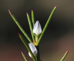 Cyanothamnus subsessilis