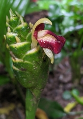 Zingiber officinale