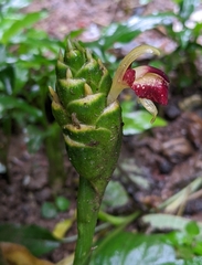 Zingiber officinale