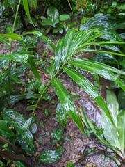 Zingiber officinale
