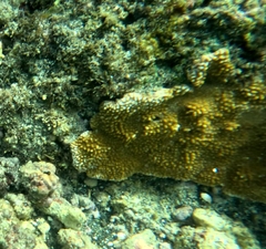 Montipora capitata