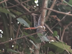Lathrecista asiatica