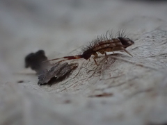 Orchesella flavescens