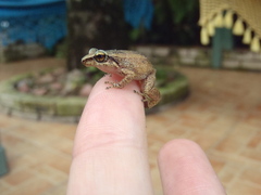 Eleutherodactylus johnstonei