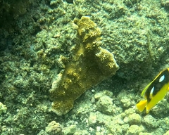 Montipora capitata