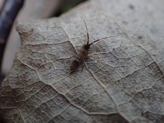 Orchesella flavescens