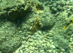 Montipora capitata