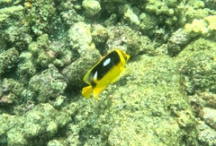 Chaetodon quadrimaculatus