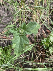 Fuertesimalva limensis