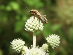 Chauliognathus scriptus