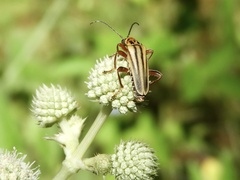 Chauliognathus scriptus