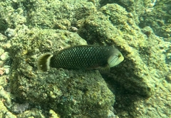 Novaculichthys taeniourus