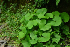Ligularia kojimae