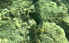 Novaculichthys taeniourus